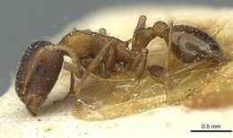 Image of Temnothorax santschii