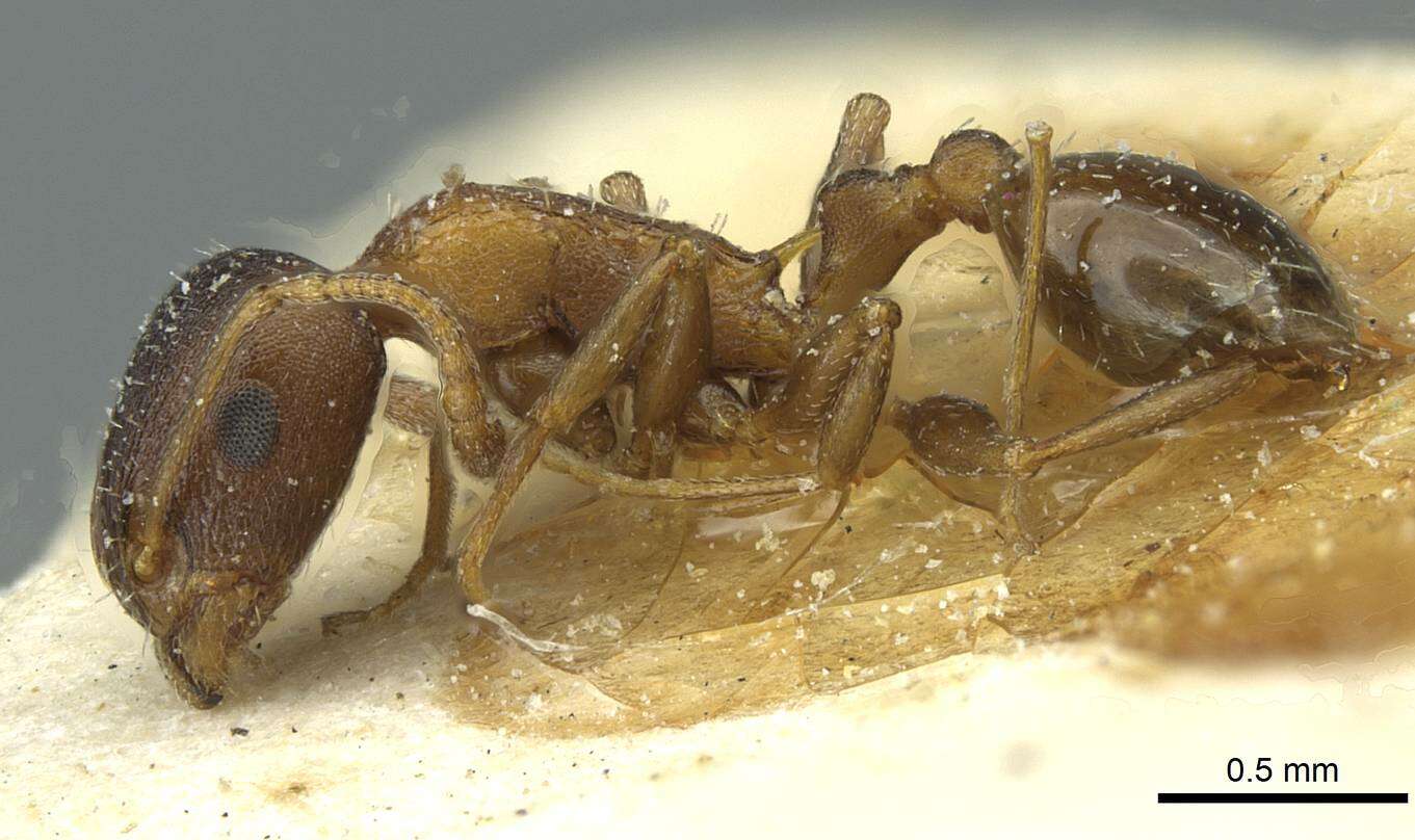 Image of Temnothorax santschii