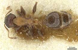 Image of Temnothorax santschii