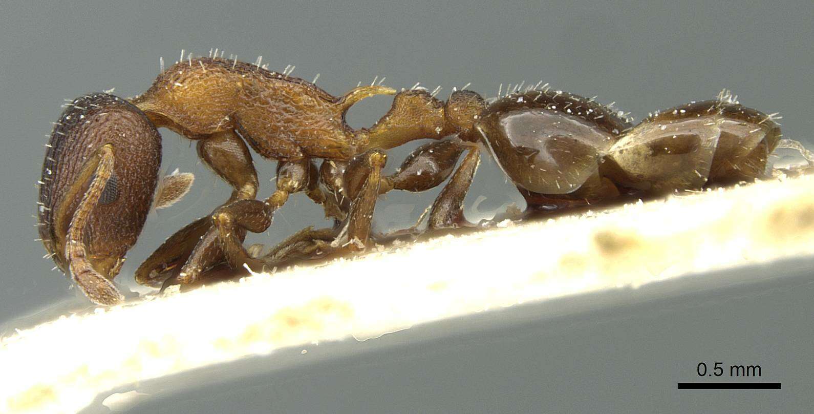 Image of Temnothorax santschii