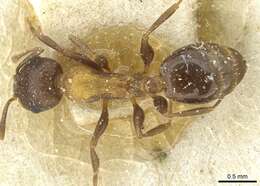 Image of Temnothorax santschii