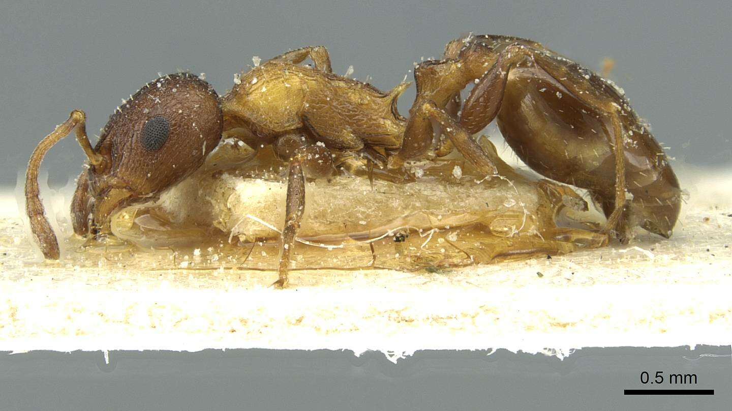 Image of Temnothorax santschii