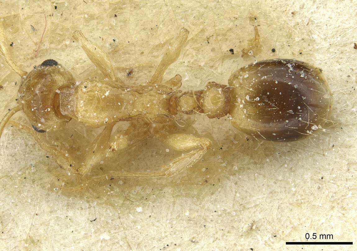 Image of Temnothorax hadrumetensis