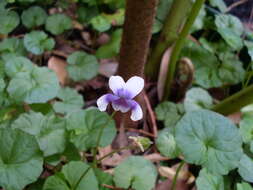 Image of Viola banksii K. R. Thiele & Prober