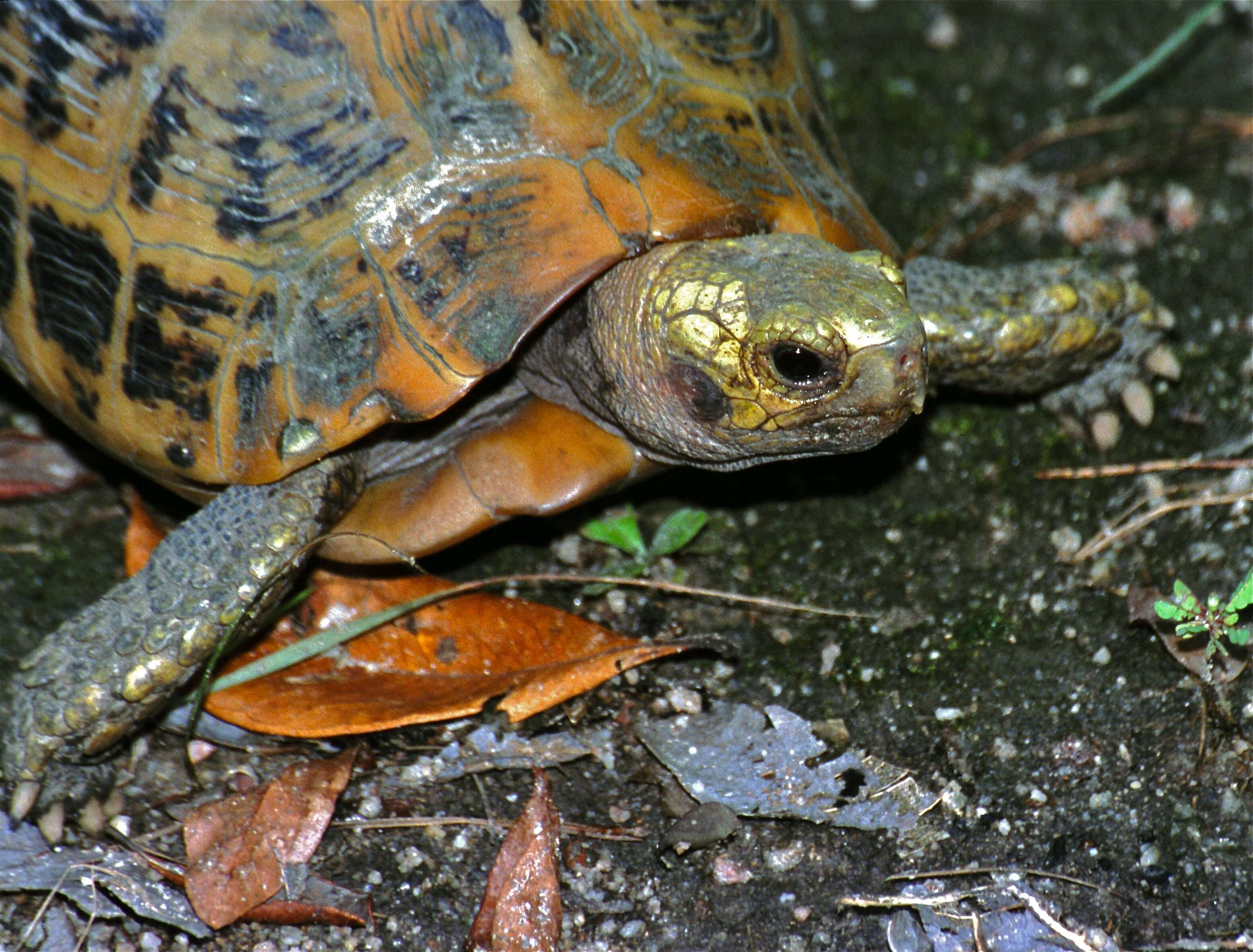 Plancia ëd Indotestudo