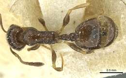 Image of Temnothorax laestrygon