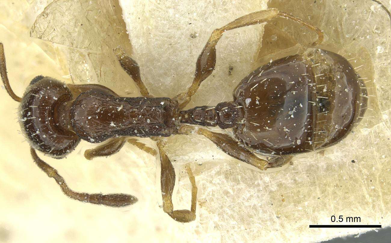 Image of Temnothorax laestrygon