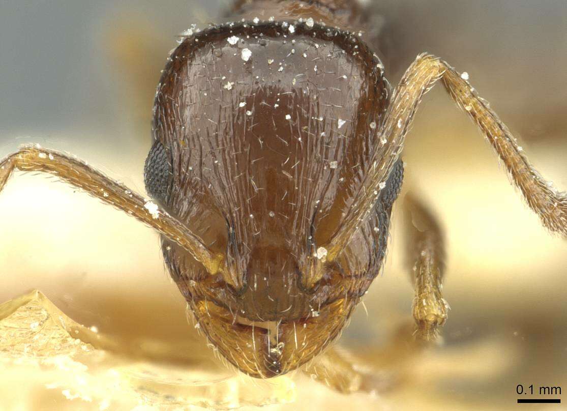 Image of Temnothorax laestrygon