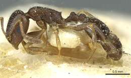 Image of Temnothorax laestrygon