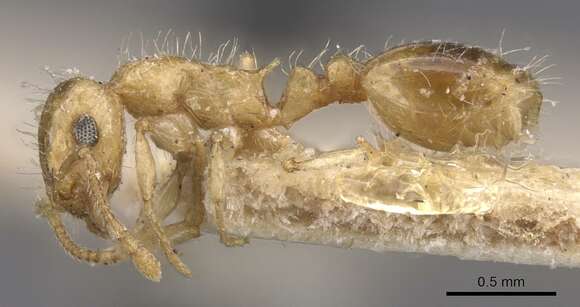 Image of Temnothorax longipilosus