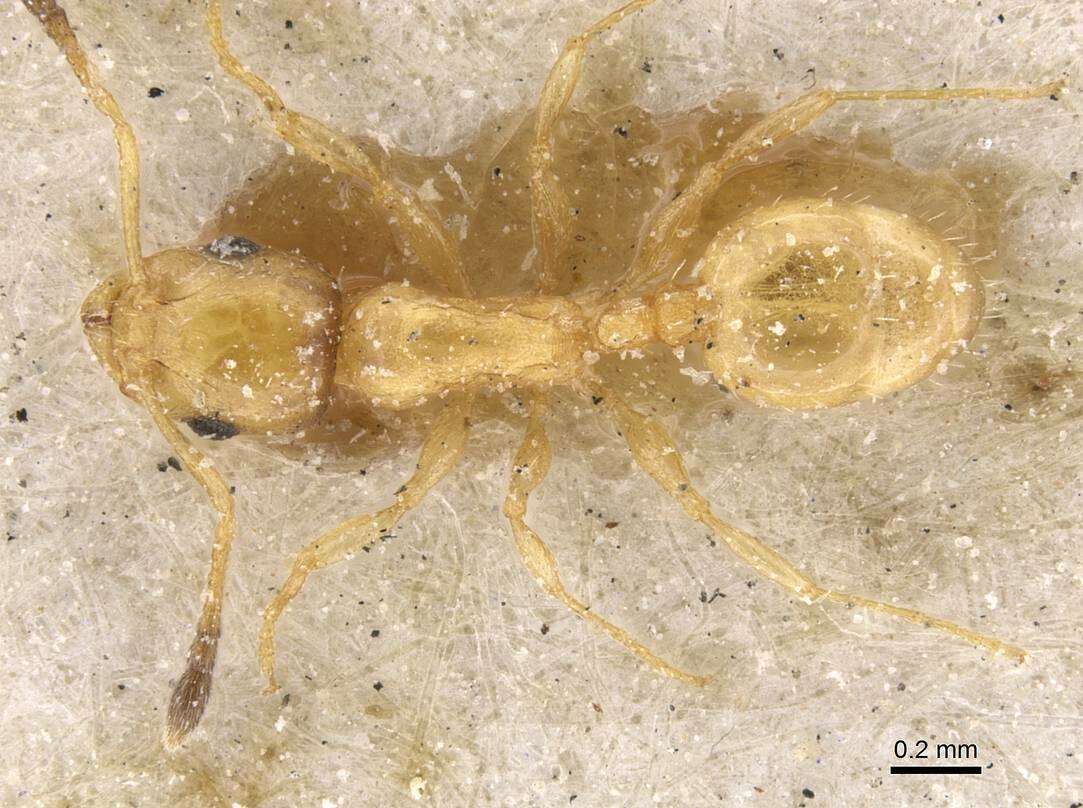 Image of Temnothorax minozzii