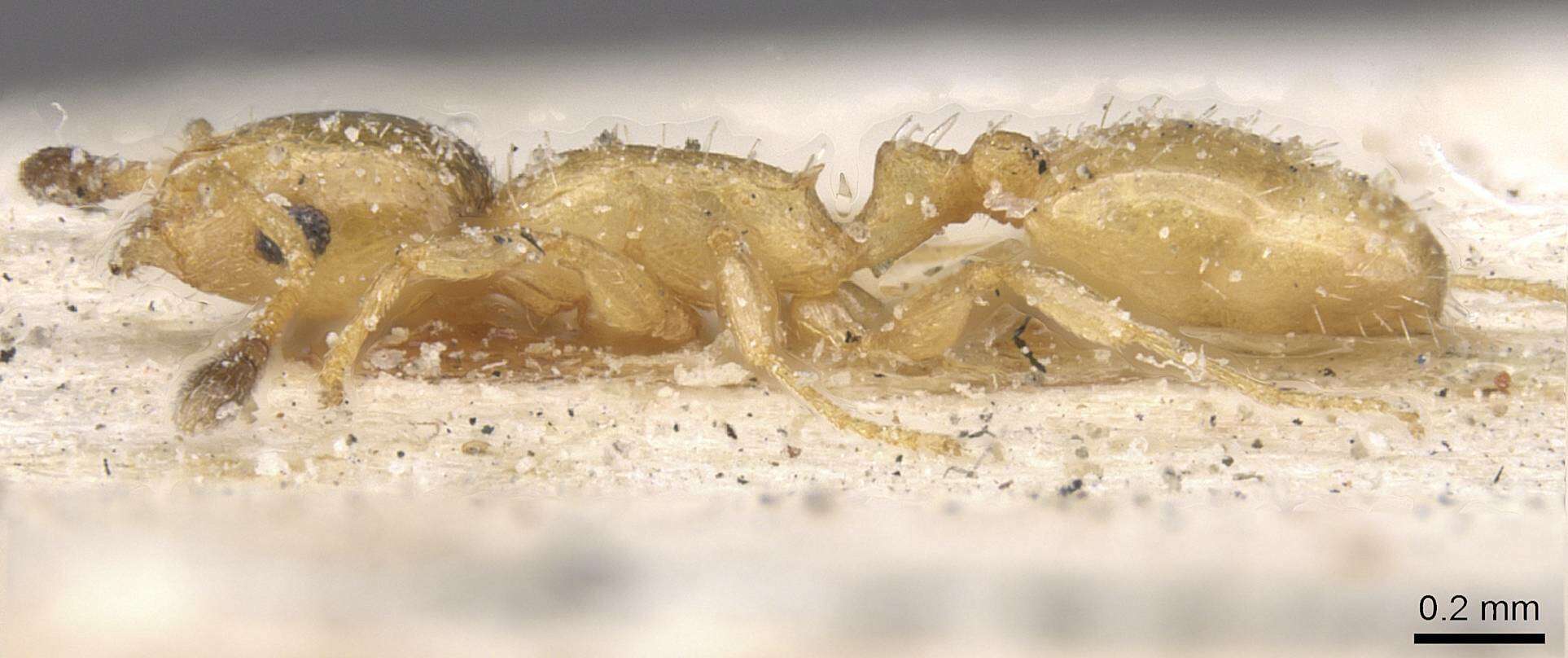 Image of Temnothorax minozzii