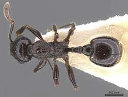 Image of Temnothorax mirabilis