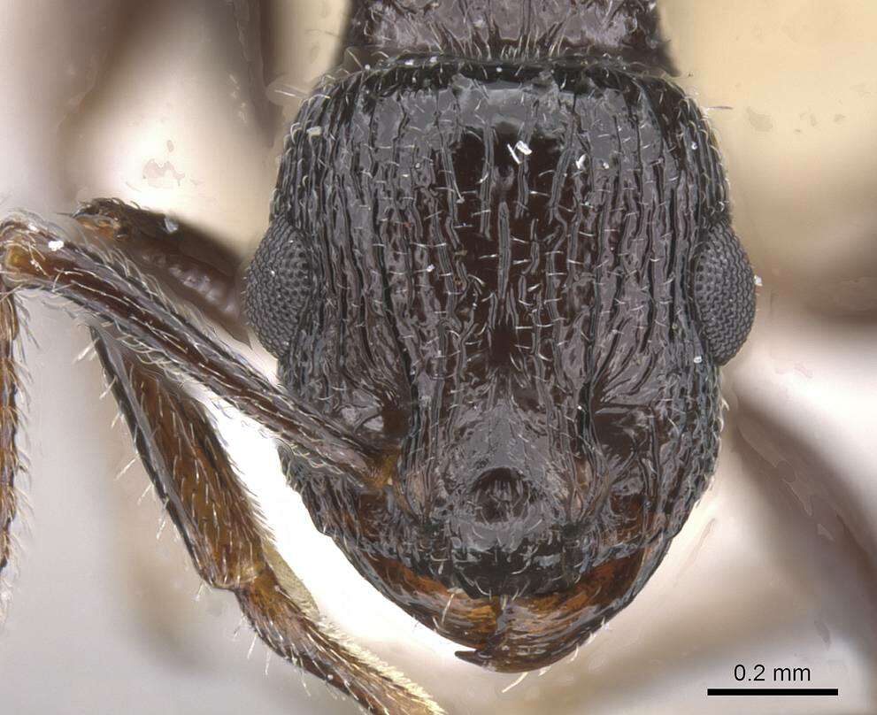 Image of Temnothorax mirabilis