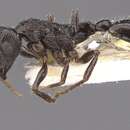 Image of Temnothorax mirabilis