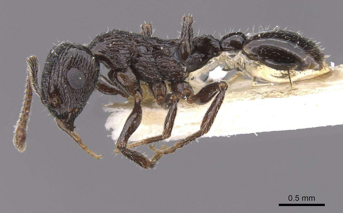 Image of Temnothorax mirabilis