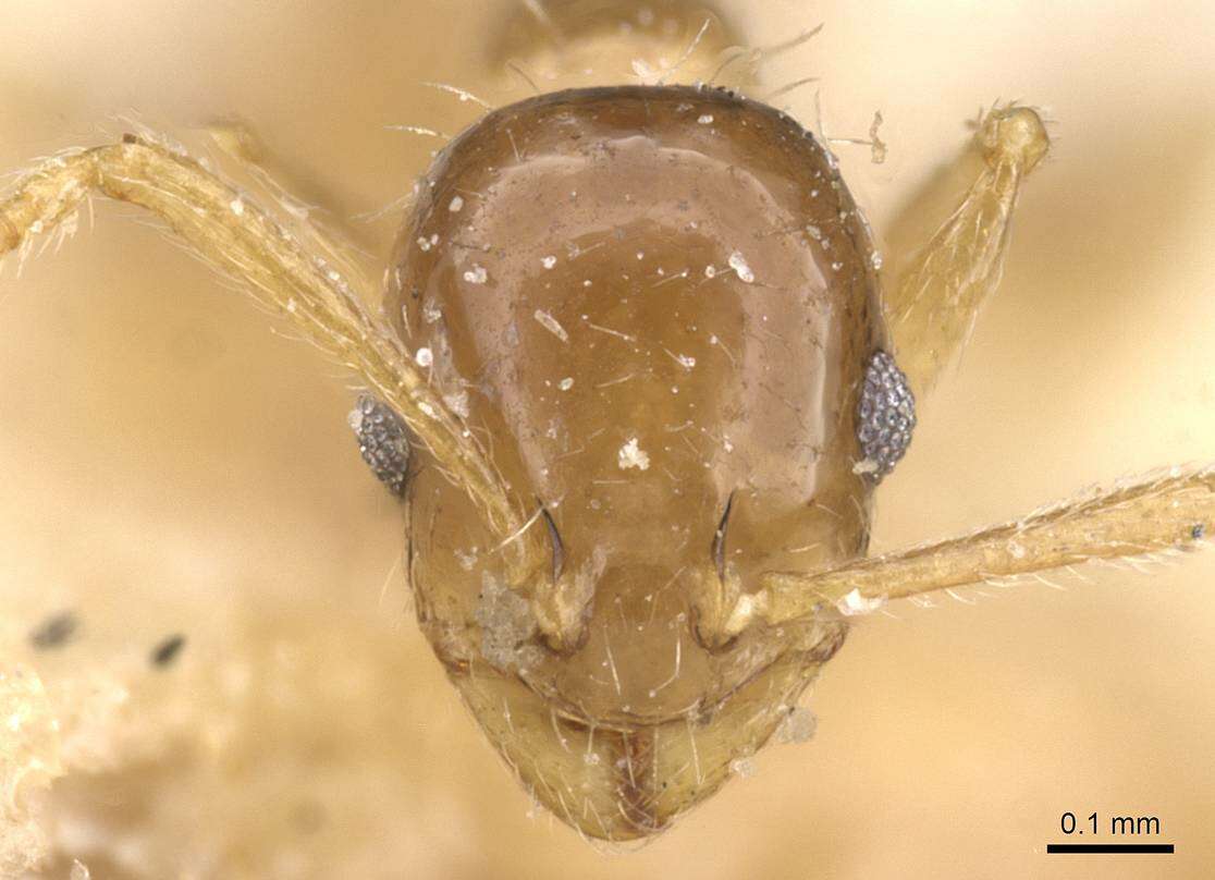 Image of Temnothorax miserabilis