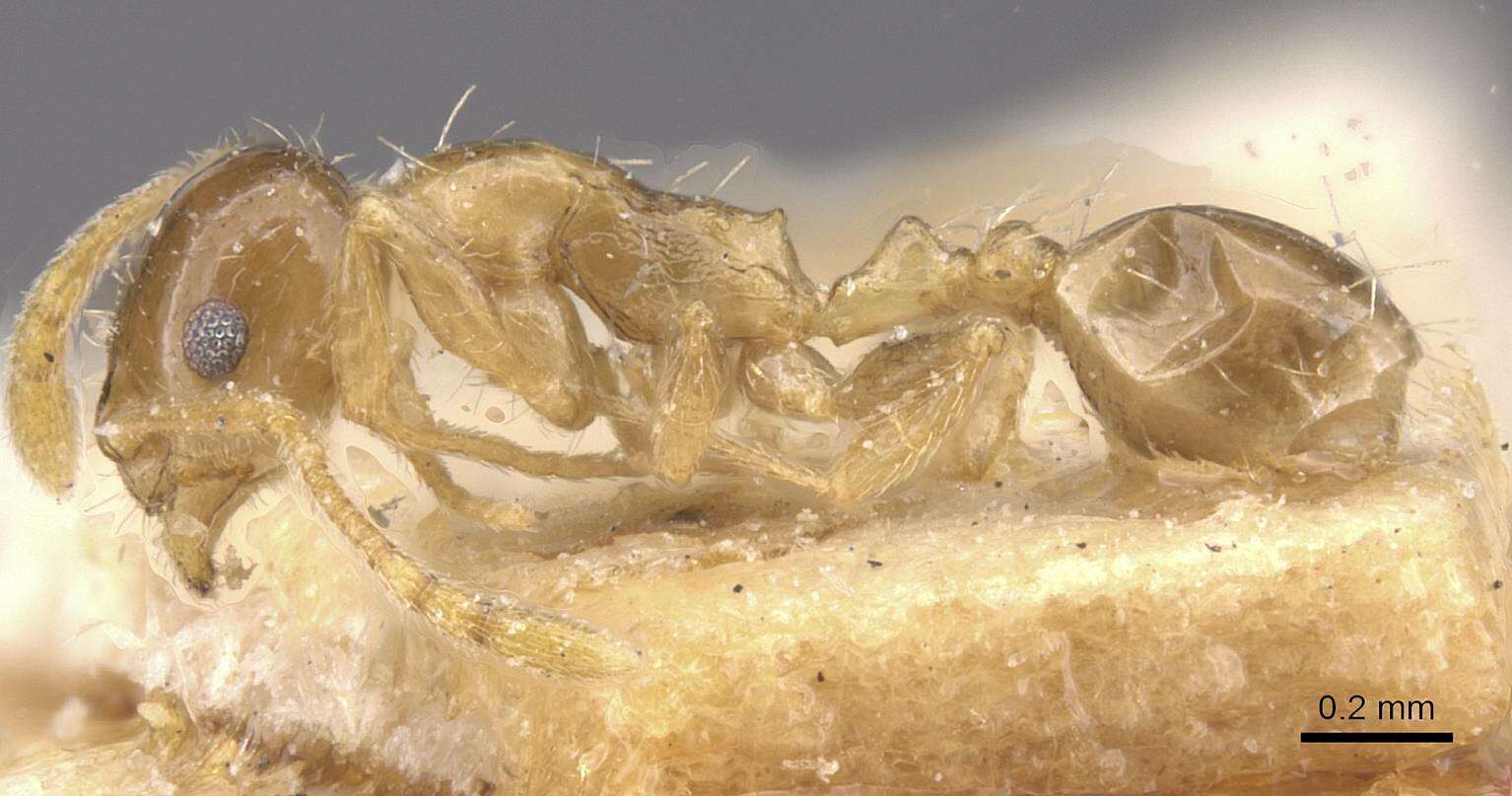 Image of Temnothorax miserabilis