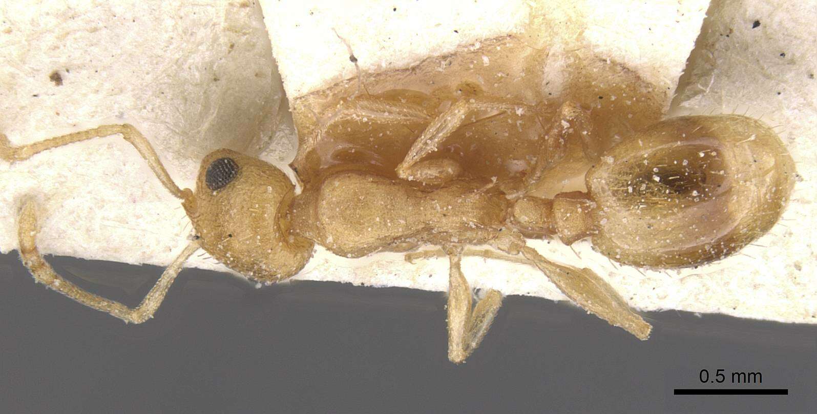 Image de Temnothorax naeviventris