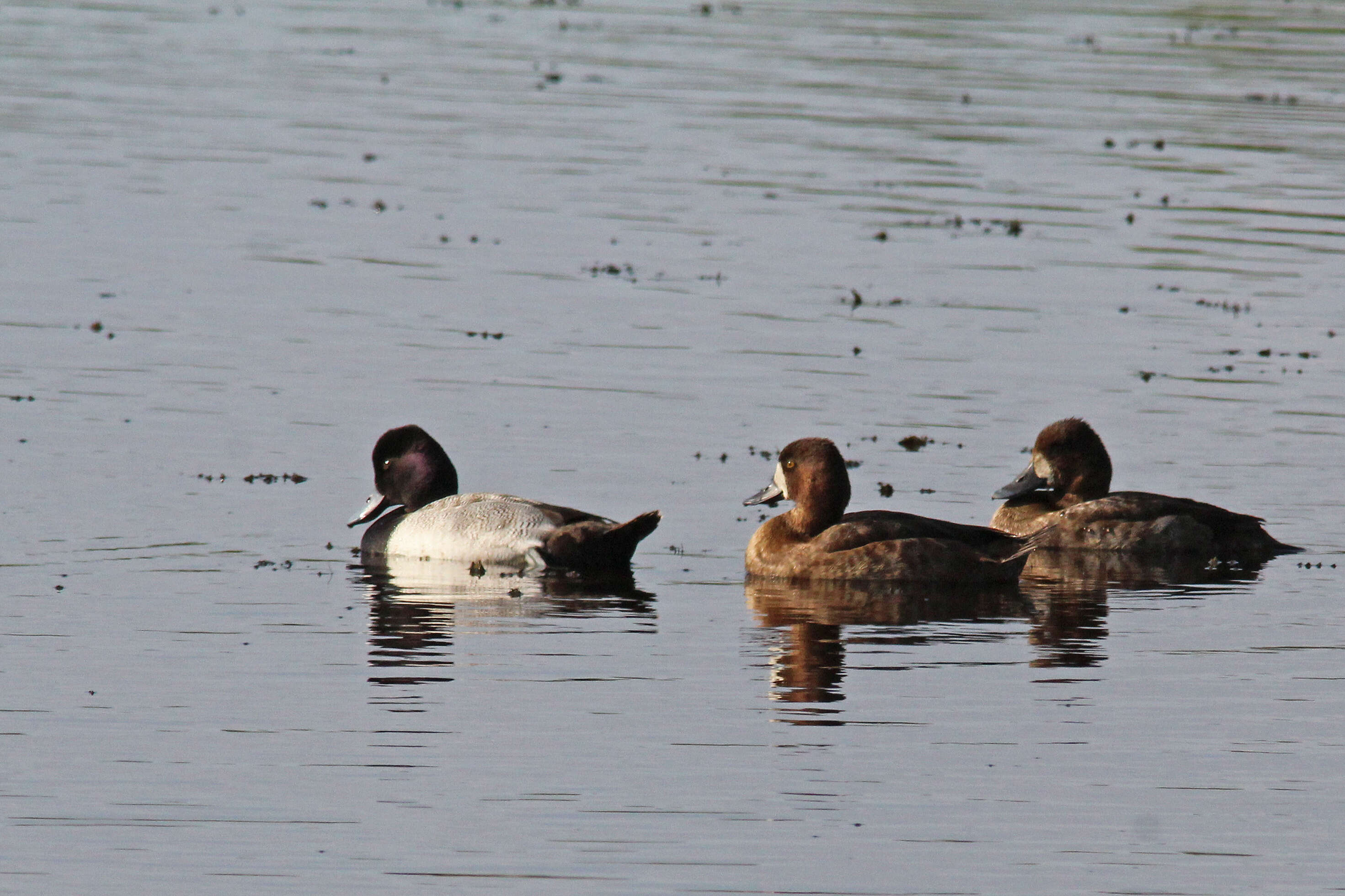 Image of Lesser Scaup