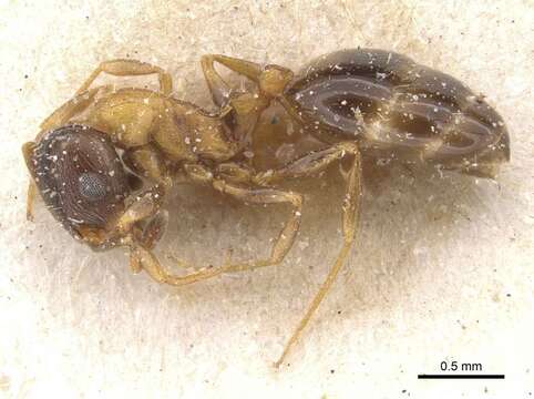 Image of Temnothorax peyerimhoffi