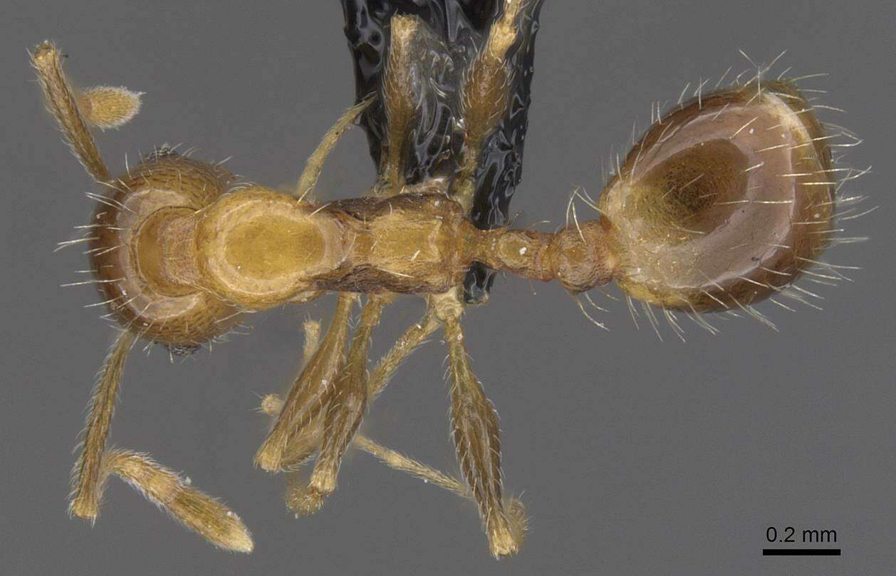 Image of Temnothorax recedens