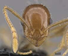 Image of Temnothorax recedens