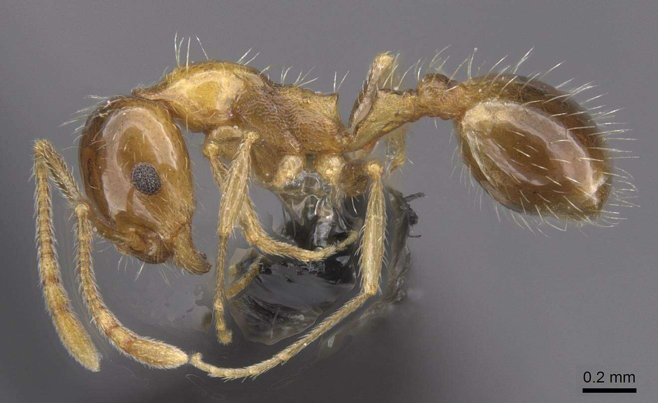 Image of Temnothorax recedens