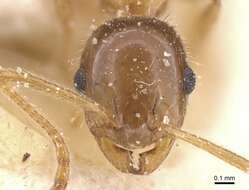 Image of Temnothorax recedens