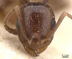 Image of Temnothorax risii