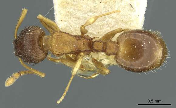 Image of Temnothorax rugatulus