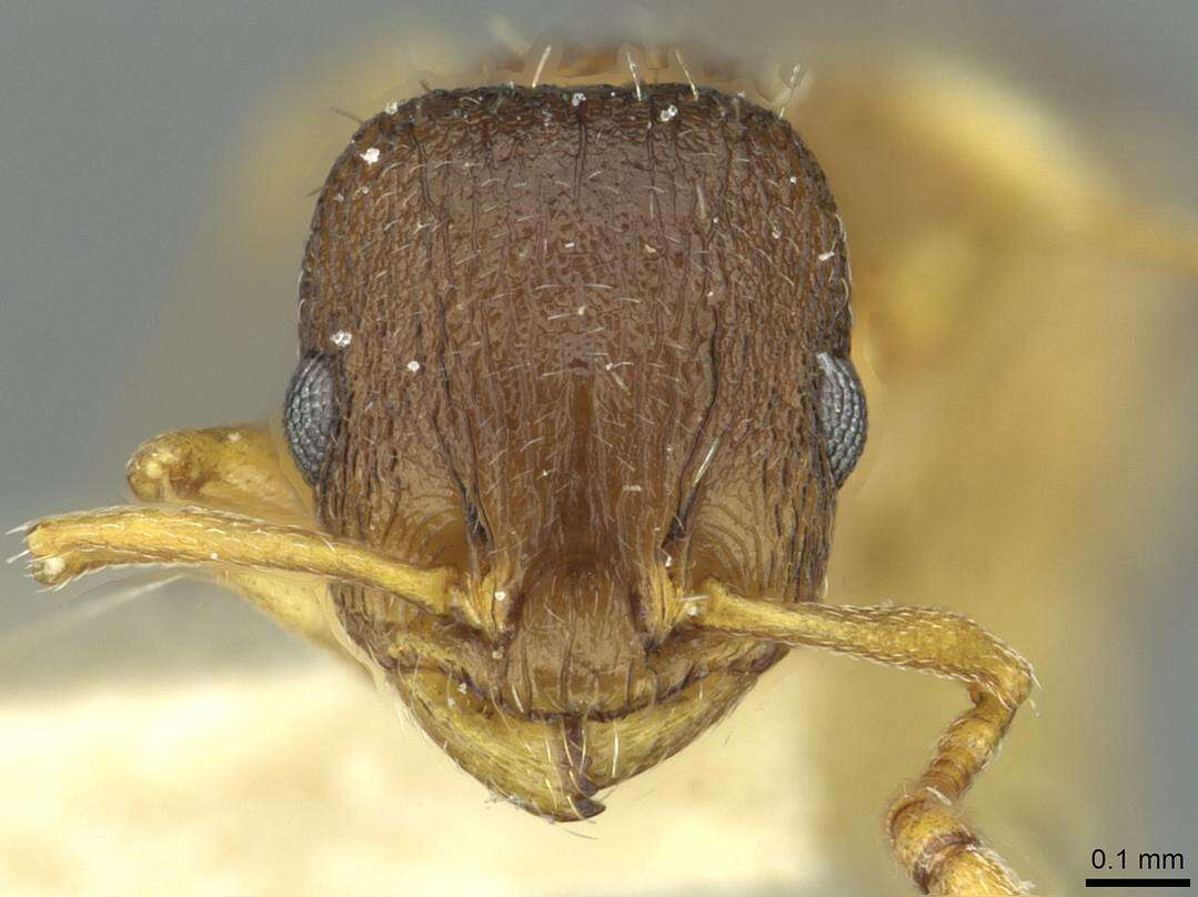 Image of Temnothorax rugatulus