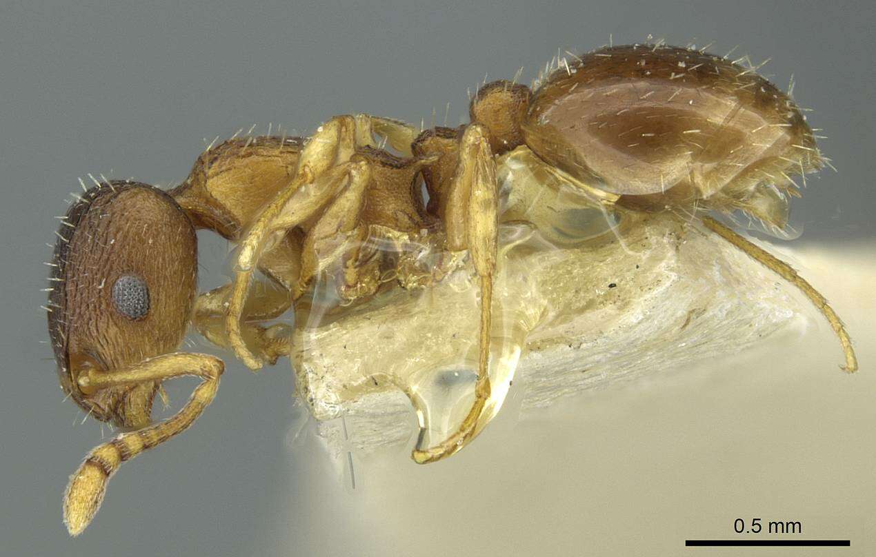 Image of Temnothorax rugatulus