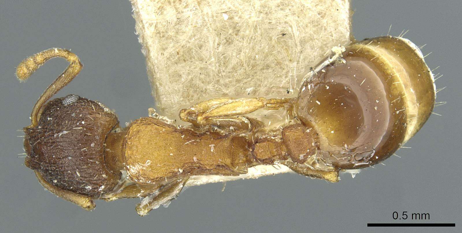 Image of Temnothorax rugatulus