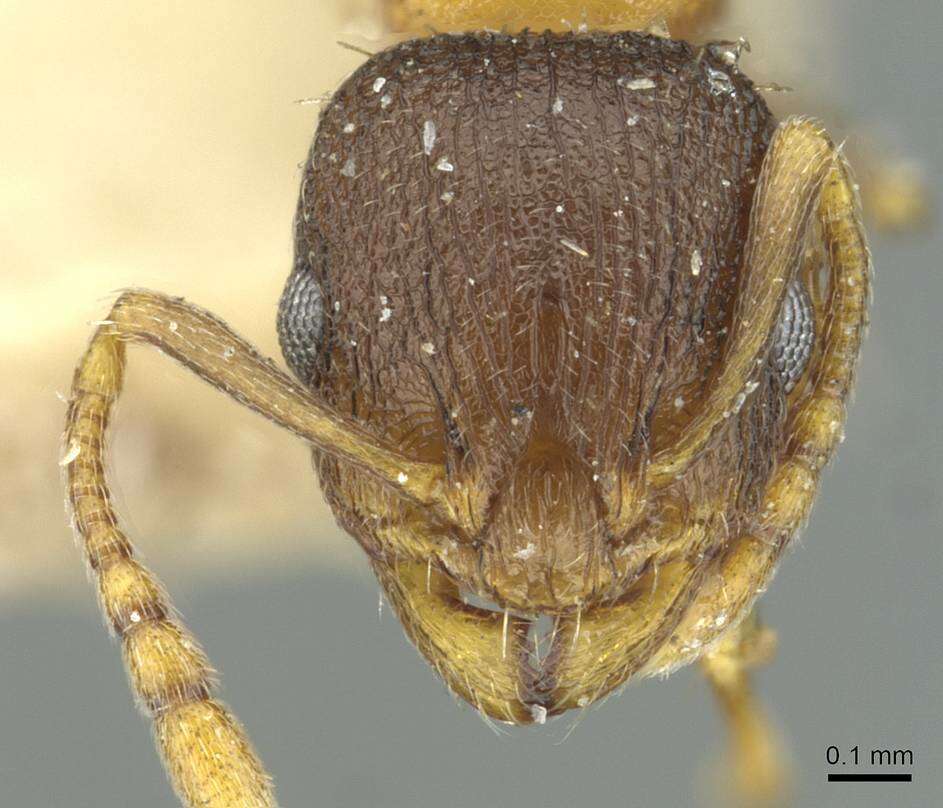 Image of Temnothorax rugatulus