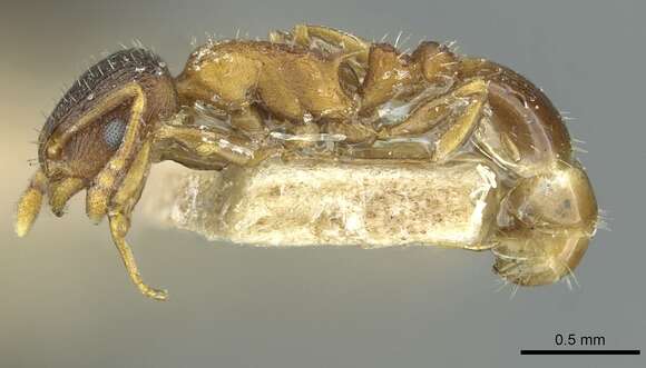 Image of Temnothorax rugatulus