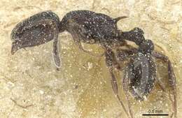 Image of Temnothorax sardous