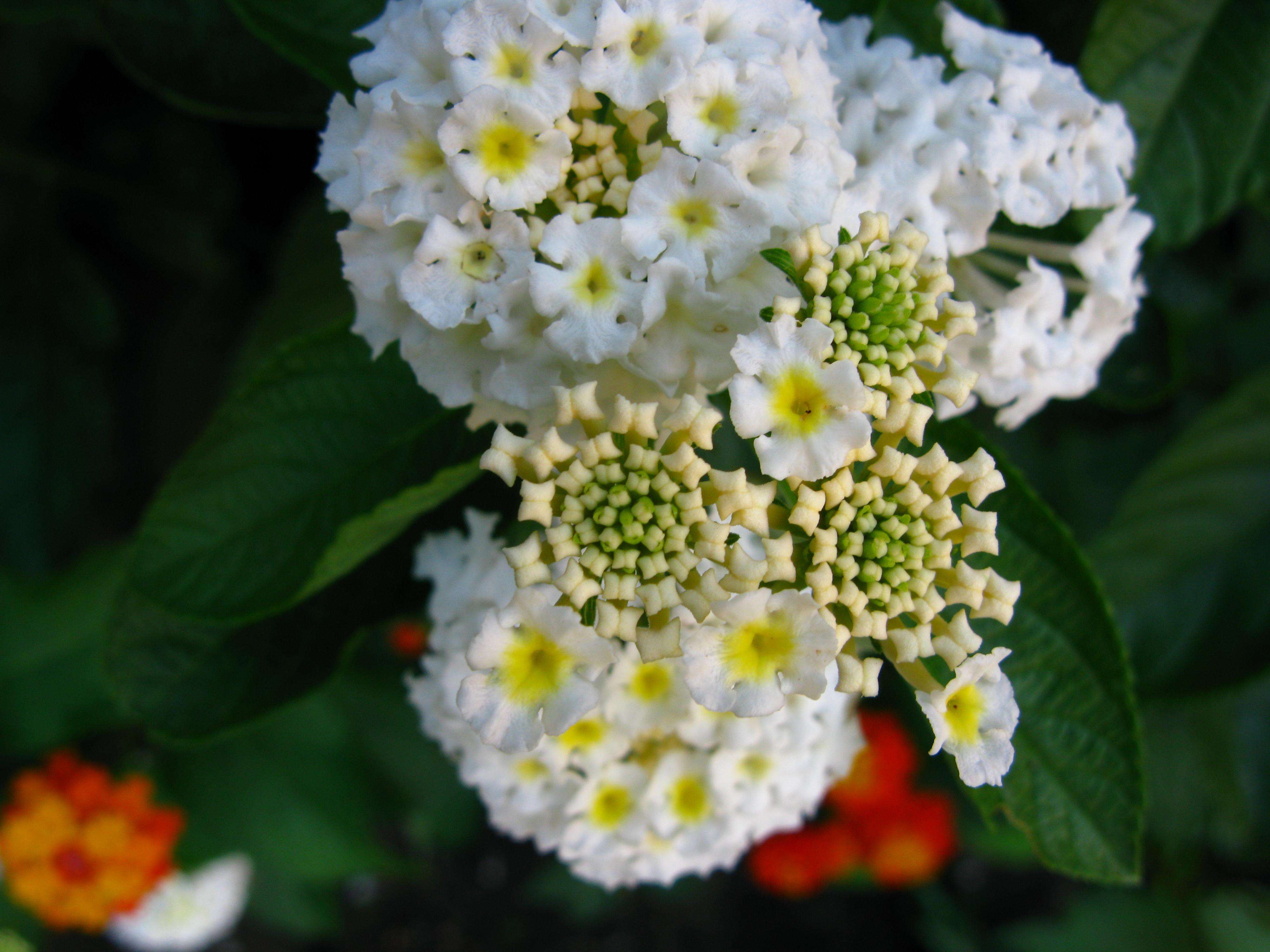 Image of lantana