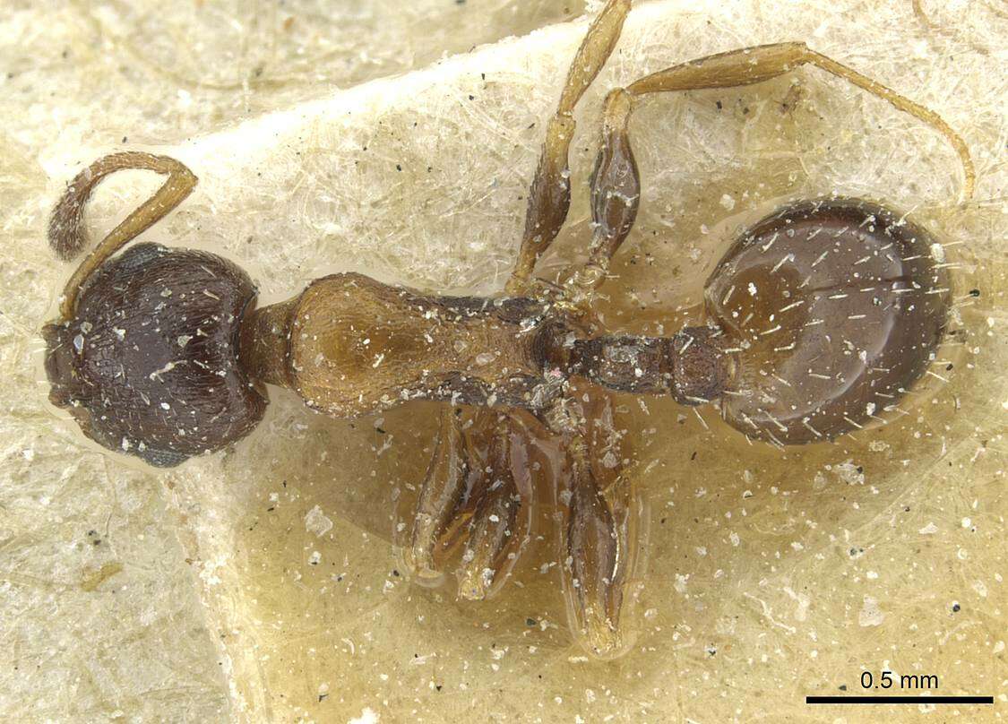 Image de Temnothorax theryi