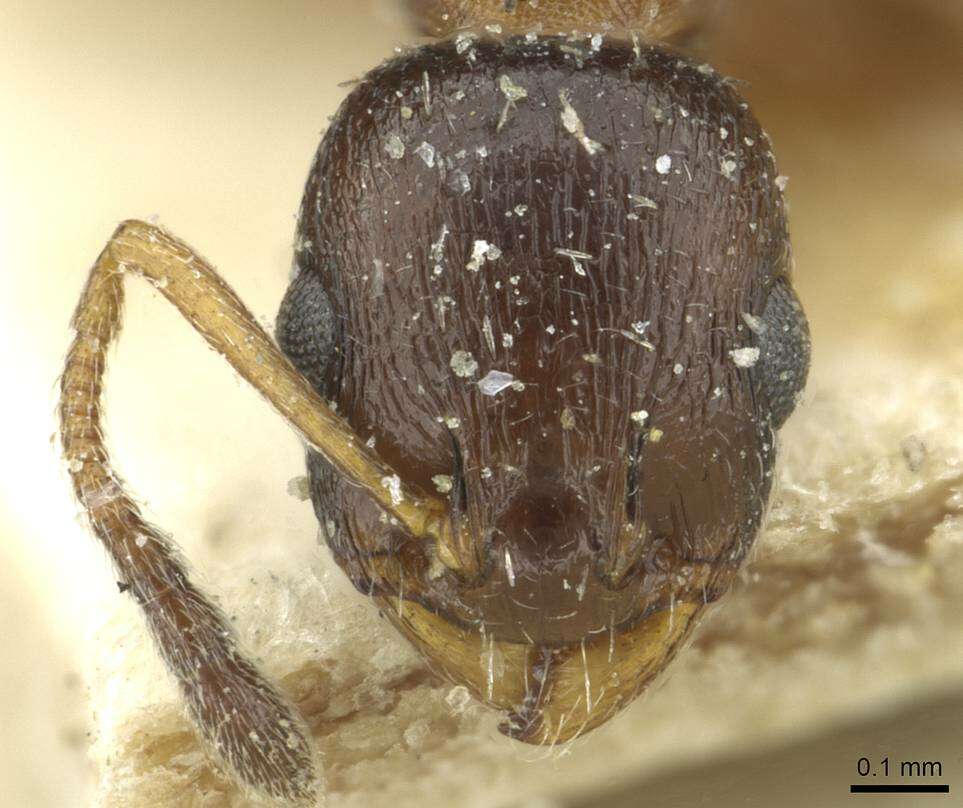 Image of Temnothorax theryi