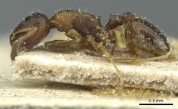 Image of Temnothorax theryi