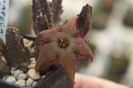 Image de Ceropegia schinzii var. angolensis (Kers) Bruyns