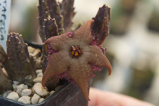 Image de Ceropegia schinzii (A. Berger & Schltr.) Bruyns