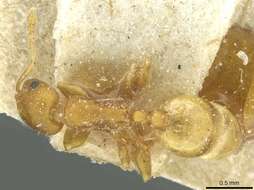 Image of <i>Temnothorax turcicus</i>