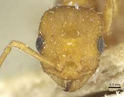 Image of <i>Temnothorax turcicus</i>