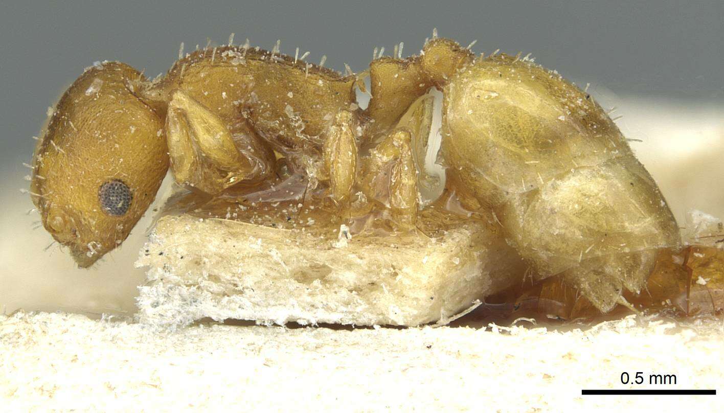 Image of <i>Temnothorax turcicus</i>