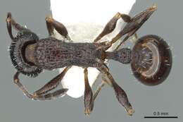 Image of Temnothorax turritellus
