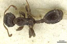 Image de Podomyrma elongata Forel 1895