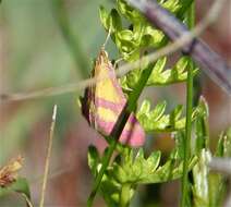 Image de Pyrausta sanguinalis Linnaeus 1767