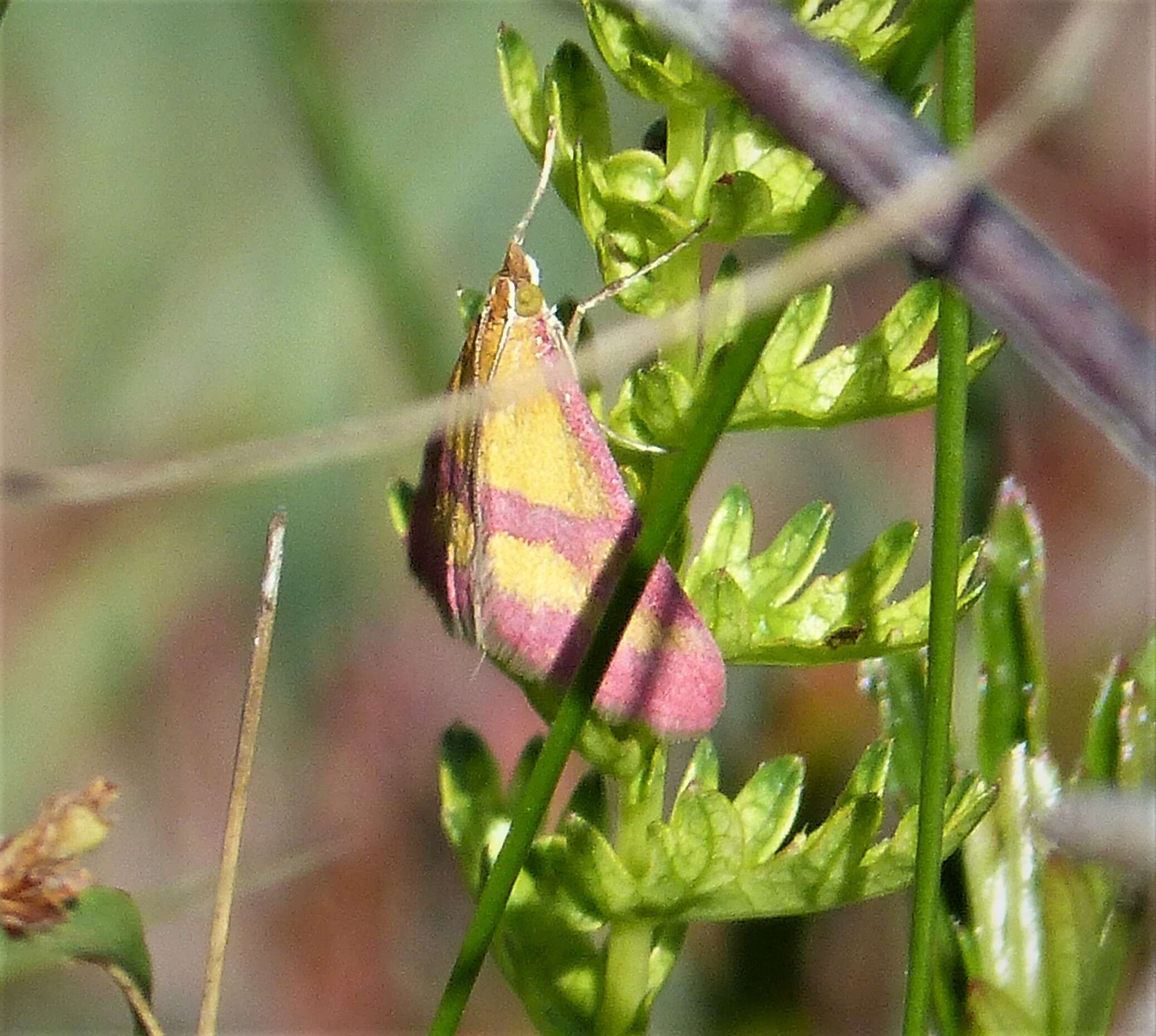 Image de Pyrausta sanguinalis Linnaeus 1767